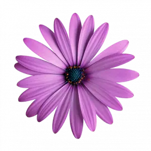 Pink Flower at Sally's Children's Hairdresser, London